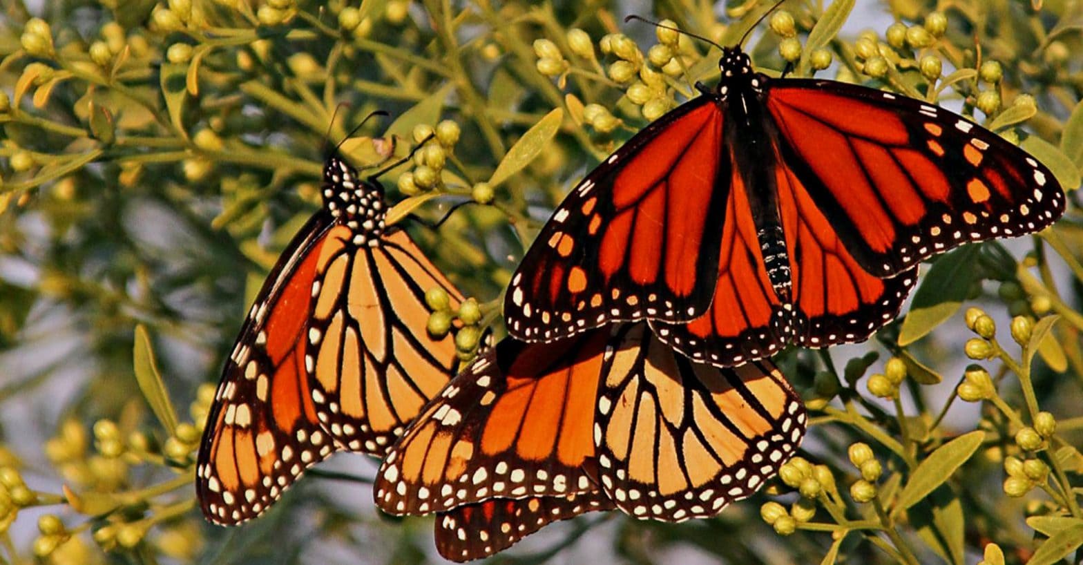 26th Annual Monarch Butterfly Festival