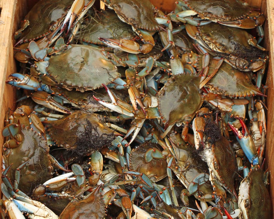 Panacea Blue Crab Festival Visit Wakulla